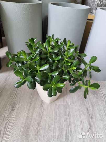 Крассула толстянка Долларовое дерево