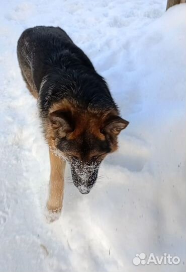 Немецкая овчарка в добрые руки