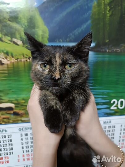 Кошечка стерилизованная