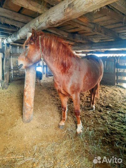 Продам лошадь Шотландская серая