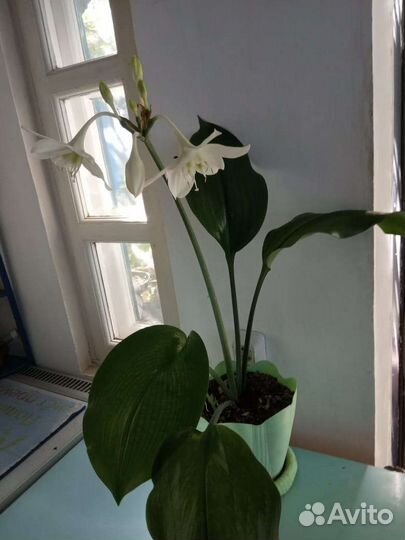 Эухарис амазонская лилия