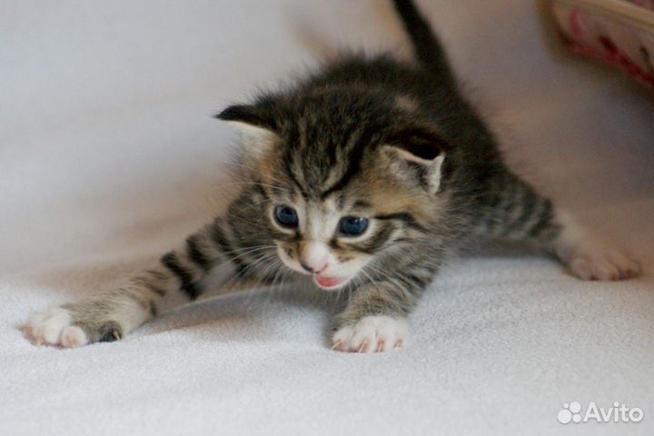 Котята 5 недель