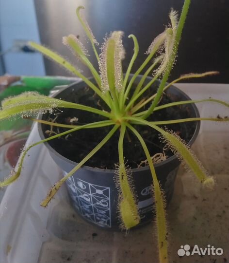 Редкие комнатные растения