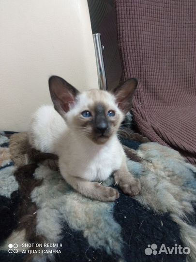 Ориентальные котята