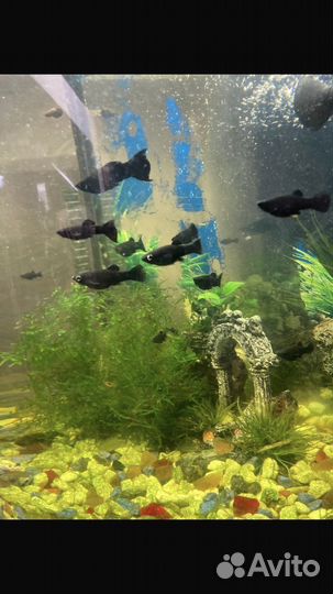 Рыбки моллинезии