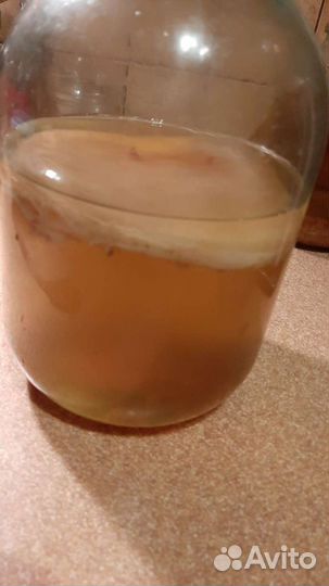 Чайный гриб