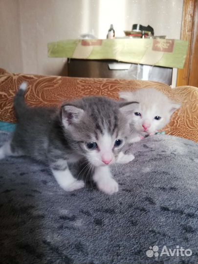 Котёнок в добрые руки бесплатно