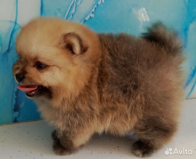 Маленькая собака