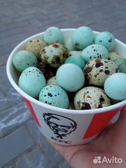 Инкубационное яйцо перепелов Селадон и Биг