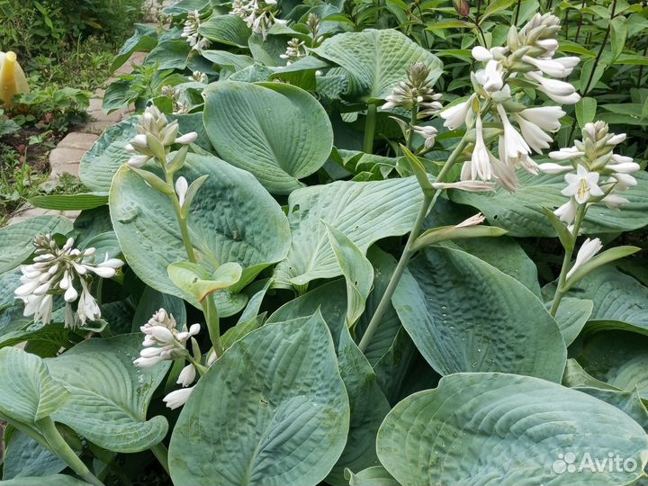 Хоста растение разные сорта