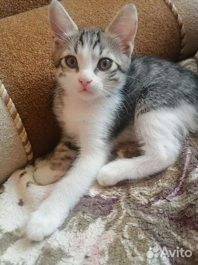 Котята в добрые руки бесплатно