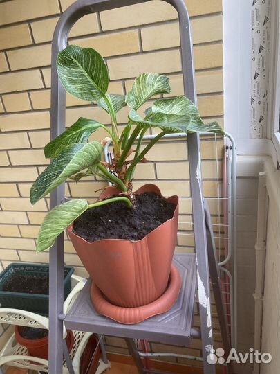 Комнатные цветы Филодендрон