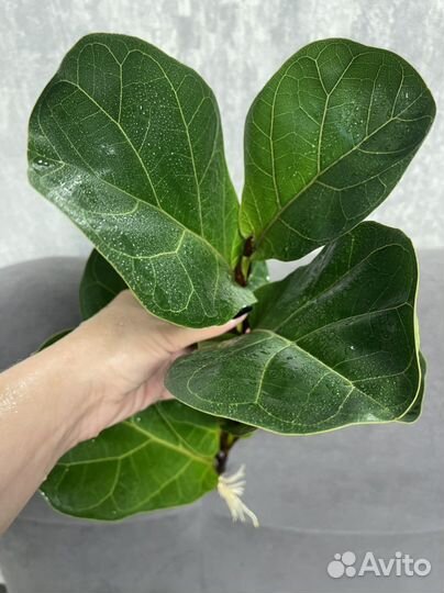 Фикус лирата Бамбино