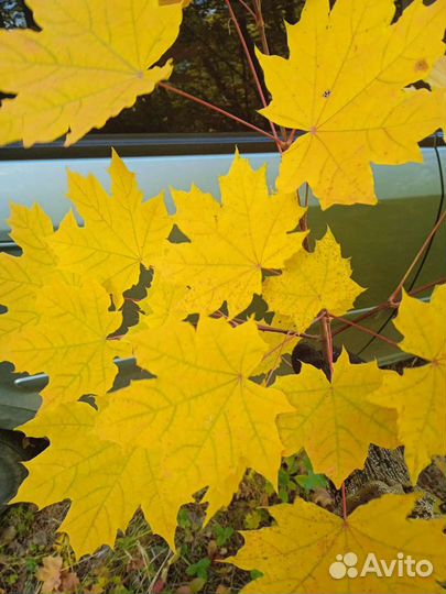 Клен Канадский Саженец