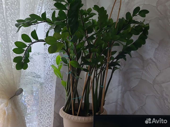 Комнатные растения цветы большие