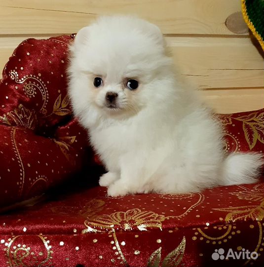 Белый мини померанчик
