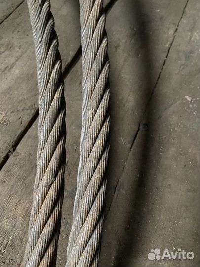 Паук двухветвевой