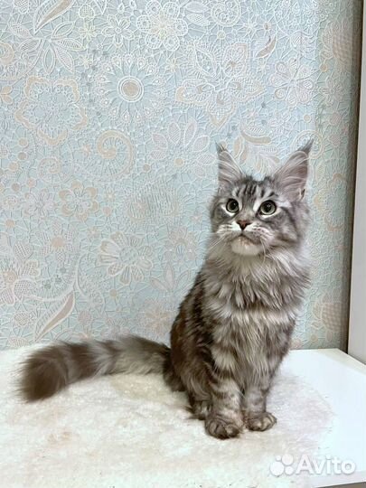 Котята Мейн-кун полидакт