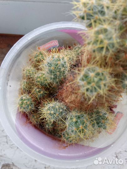 Кактус цветущий