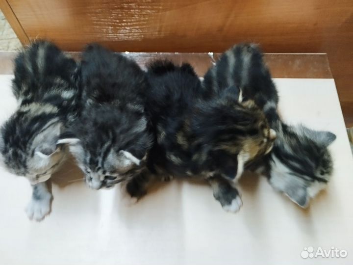 Курильский бобтейл котята
