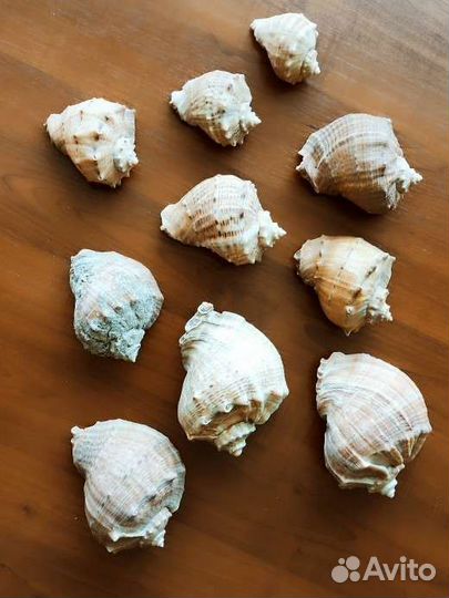 Ракушки Ропаны