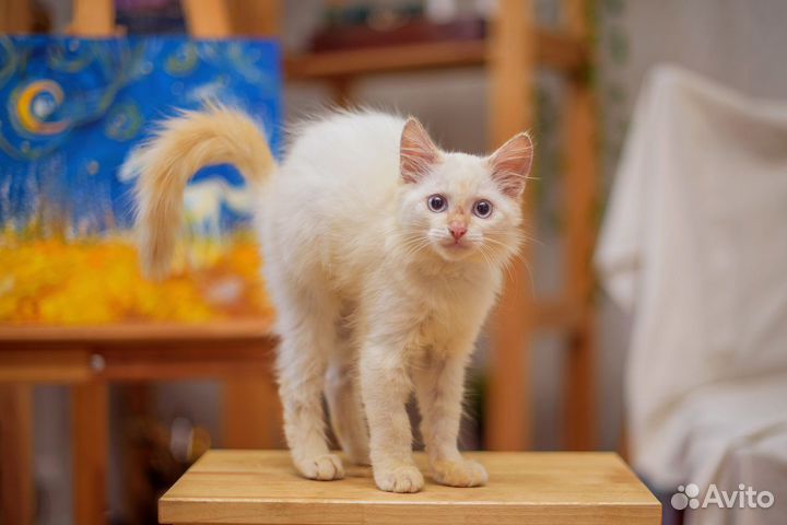 Котенок Зефирчик