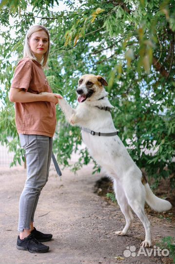 Чудесная ласковая Скарлетт из приюта ищет хозяина