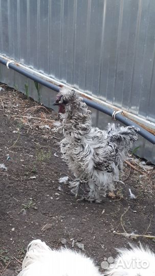 Китайская шелковая курица