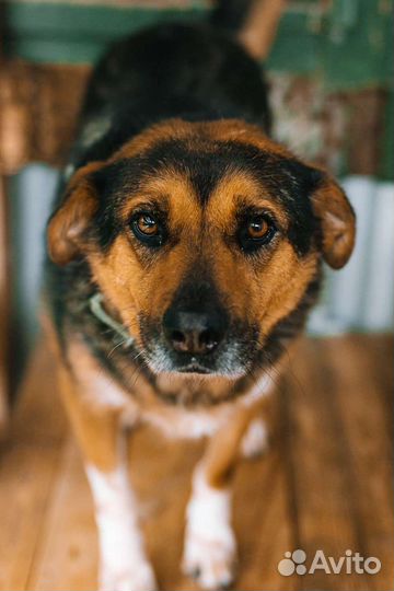 Собака Зита, 6 лет, добрая и милая