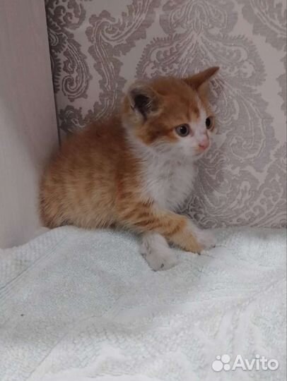 Кошка в дар бесплатно