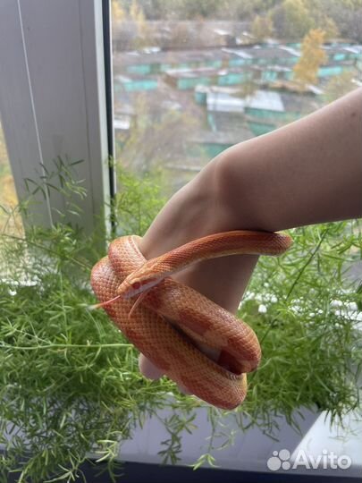 Маисовый полоз с террариумом