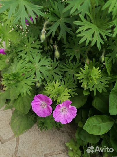 Комнатные цветы в большом ассортименте