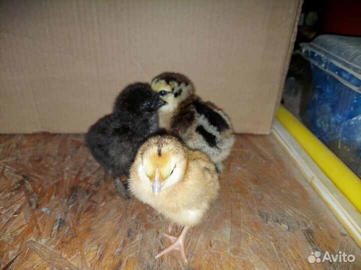 Цыплята микс