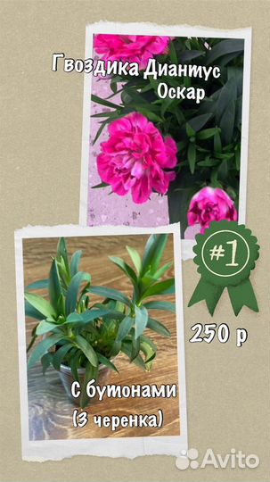 Комнатные цветы