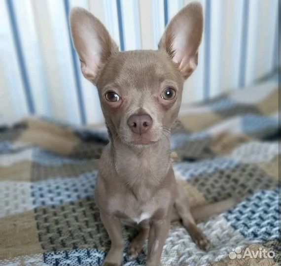 Ищем подругу