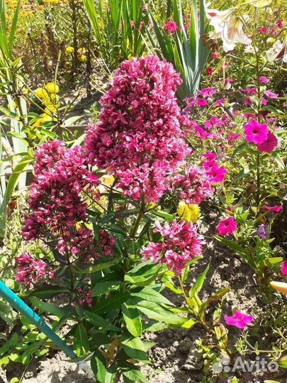 Флокс Нейчерел Филингс (Natural Feelings)