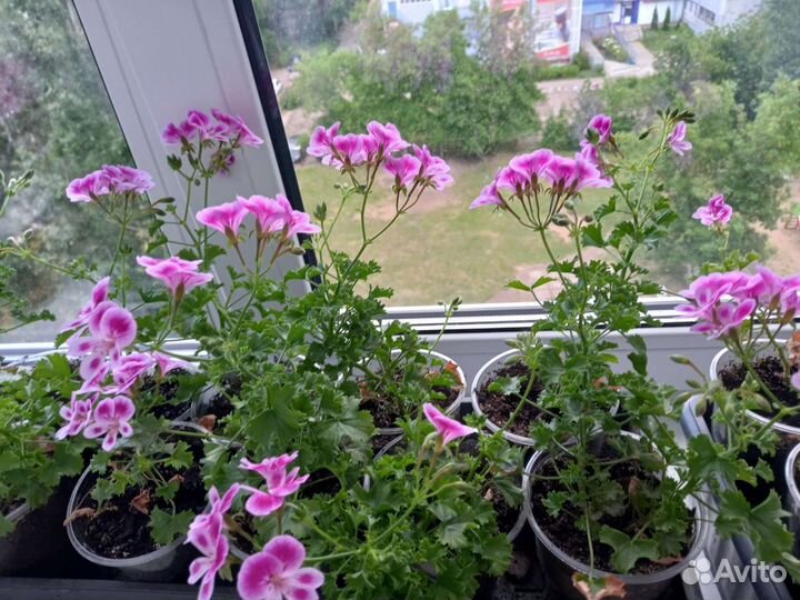 Герань пеларгония, сортовая Ангел