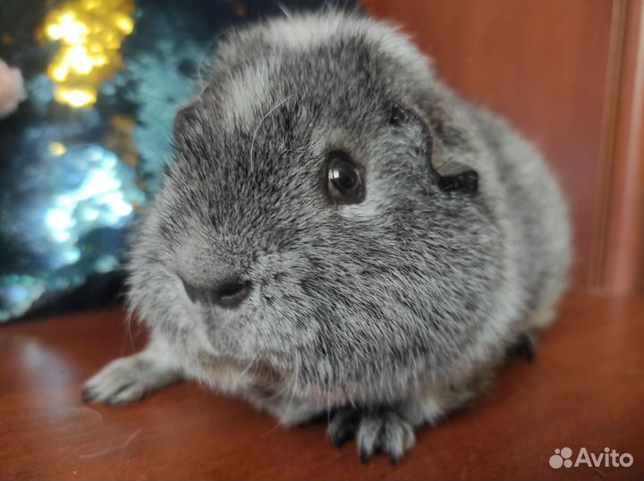 Породистые морские свинки