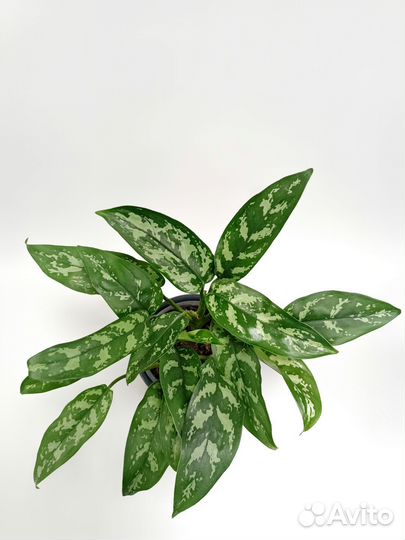 Аглонема Мария Aglaonema Maria