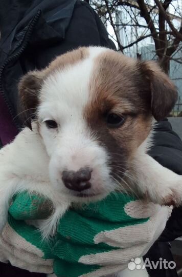 Отдам щенков в добрые руки