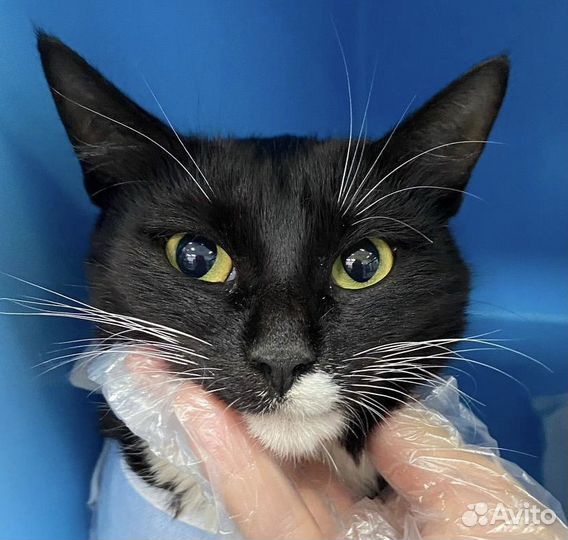 Звездочка. Время только понедельник