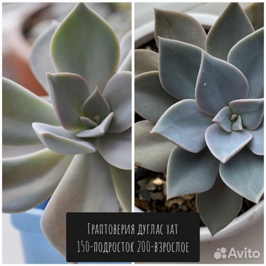 Суккуленты