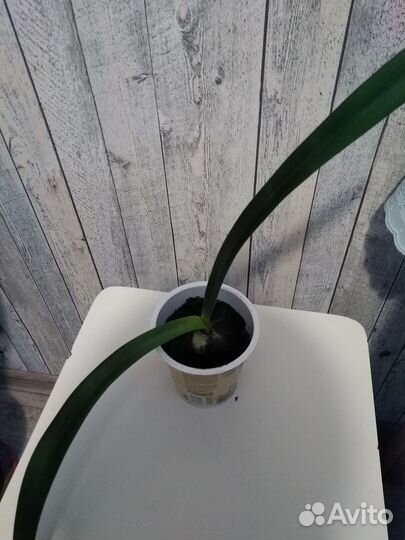 Гиппеаструм