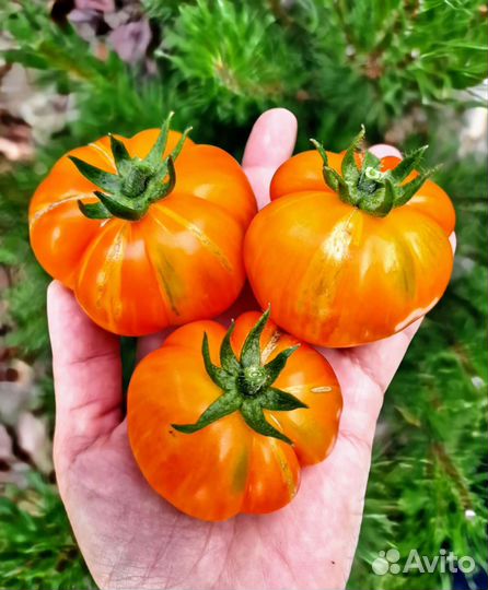 Семена томаты Гномы