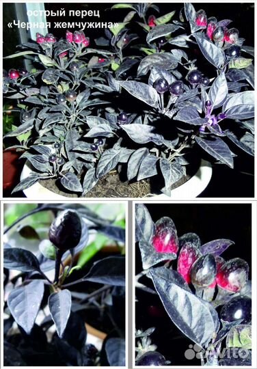 Семена. Острые перцы комнатные и для огорода