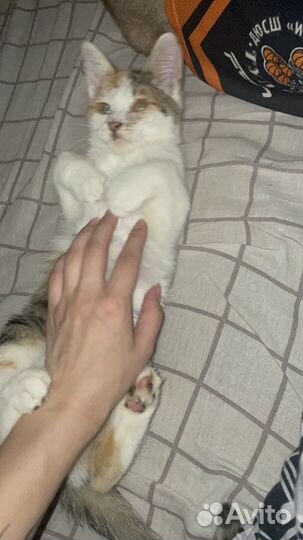 Ласковый котенок в добрые руки