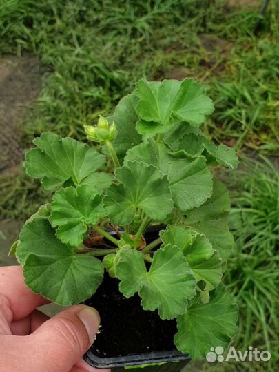 Герань пеларгония