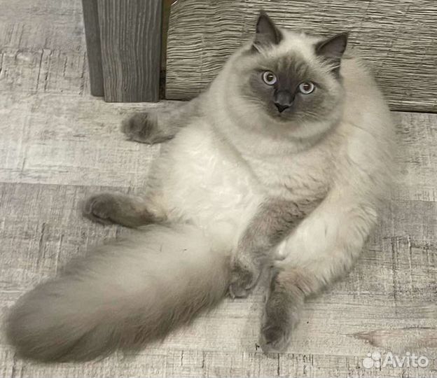 Ищем жениха