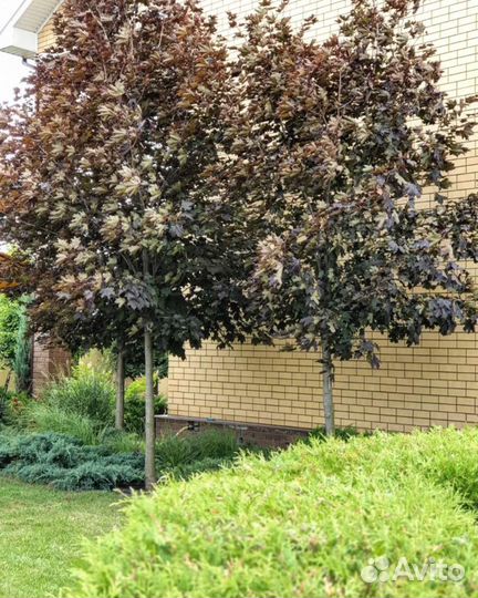 Клен роял ред