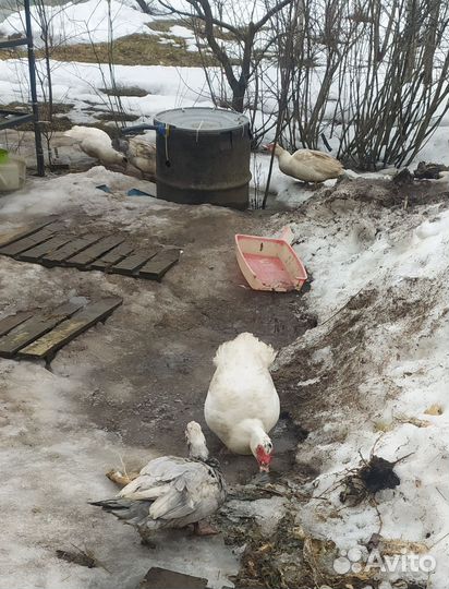 Индоутки, мускусные утки